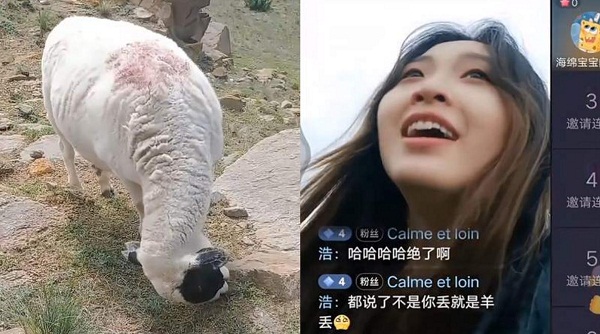 网红女大学生暑假放羊把自己和羊放丢，自爆等羊吃草睡着了！