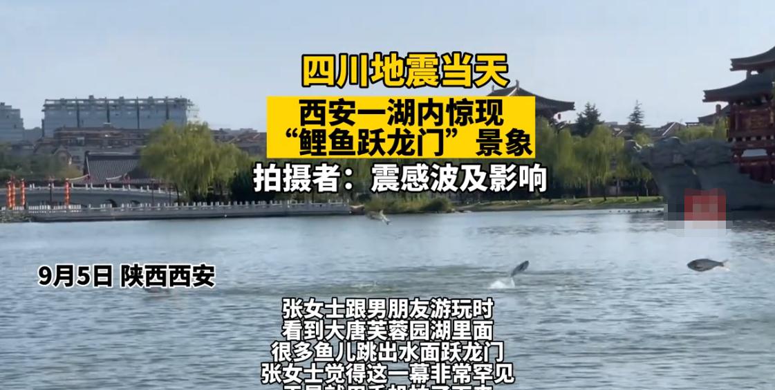 昨日西安一湖内惊现“鲤鱼跃龙门”，网友：会不会是地震前兆？